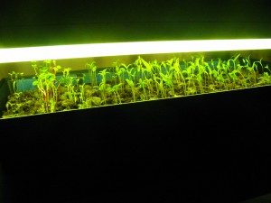 Growing Light Shelf with Seedlings